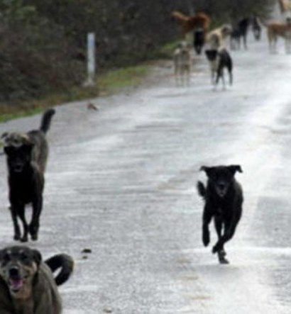 Bir Grup Twitter Kullanıcısının Sokak Hayvanlarına Komplo Kurduğu İddia Edildi: "Köpekleri Dürtüp, Kendimize Saldırtalım"