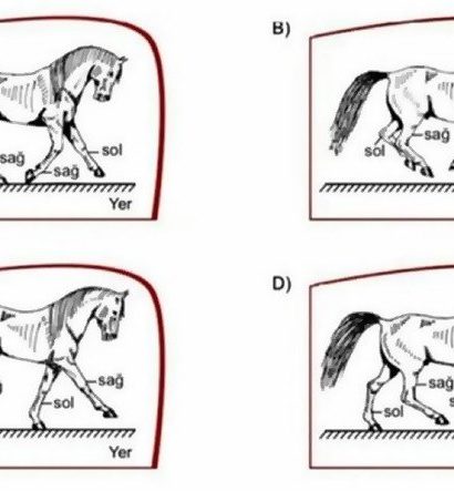 LGS'de Yer Alan 'At' Sorusu Tartışma Yarattı: Çok mu Basit, Yoksa Çok mu Zor?