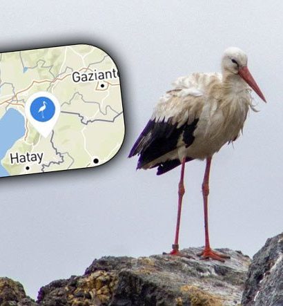 Almanya'dan Yola Çıkıp Adana'da 'Kaybolan' Leylek Jonas, Sosyal Medyada Gündem Oldu: Olayın Aslı Sandığınız Gibi Değil