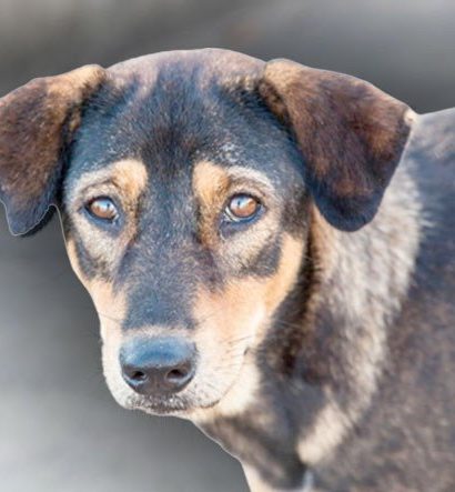Saman Alevi Gibi Yayılan ‘Havrita’ Tartışmaları Hakkında Tüm Gerçekler: Kime Güveneceğimizi Şaşırdık!