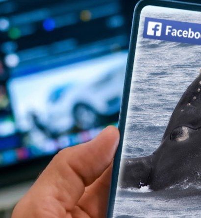 Sosyal Medyanın Faydaları da Var: Bilim İnsanları, Nadir Görülen Balinaları Yapılan Paylaşımlardan Tespit Etti