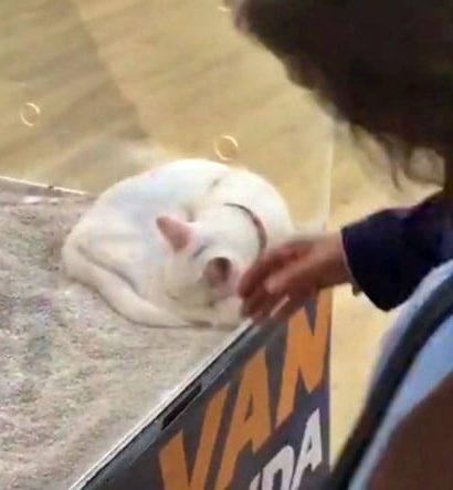 'Van Tanıtım Günleri'nde Van Kedisinin Cam Kafeste Sergilenmesi Sosyal Medyada Tepki Çekti