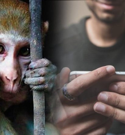 Sosyal Medyadaki Yüzlerce Viral Videonun Hayvan İstismarı İçerdiği Ortaya Çıktı: Milyonlarca Kez İzlenmişler!