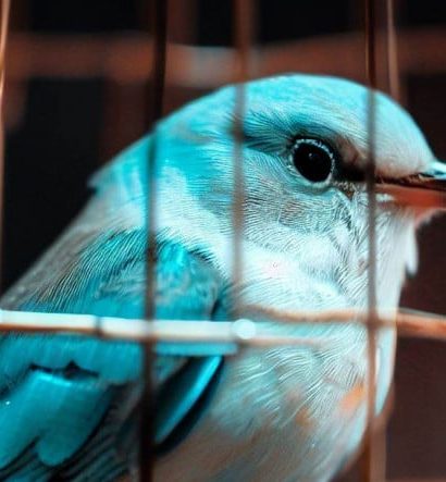 Twitter'dan Seçim Öncesinde Türkiye Hakkında Kritik Bir Açıklama Geldi